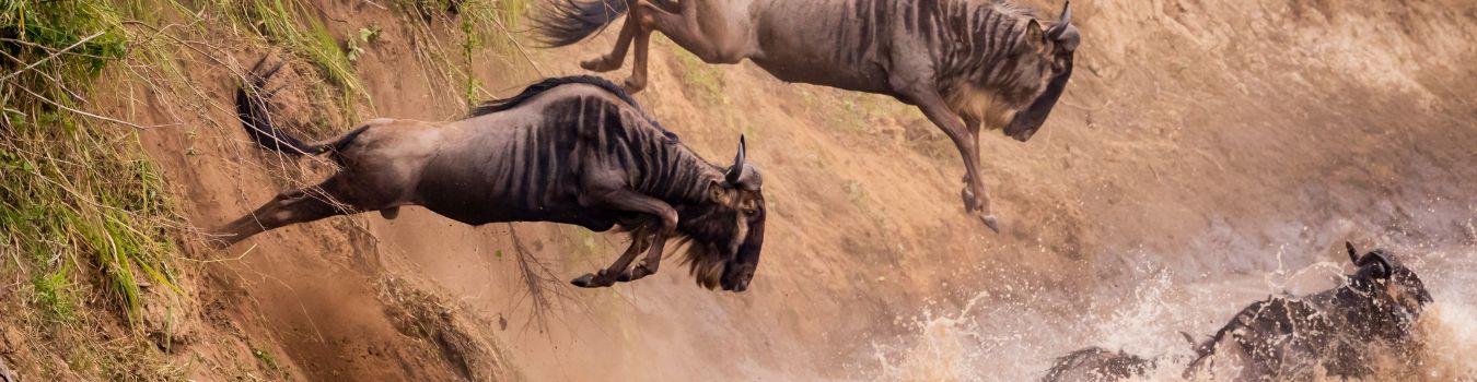 4 Days 3 Nights of The Great Wildebeest Migration – Mara