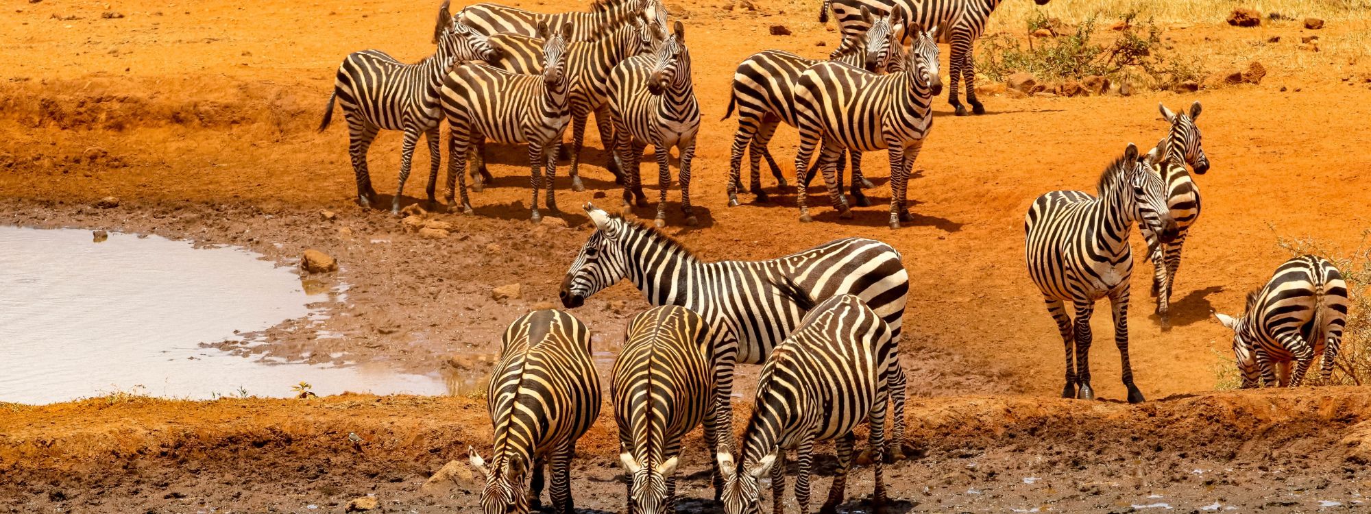 6-day Kenya Safari Itinerary. – Travel Shore Africa Safaris